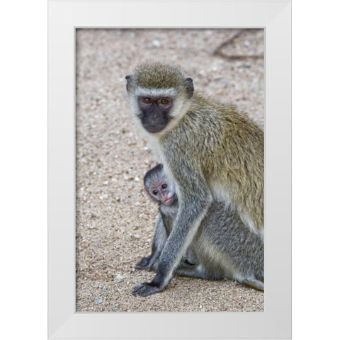 Tanzania, Lake Manyara Vervet monkey with baby White Modern Wood Framed Art Print by Kirkland, Dennis