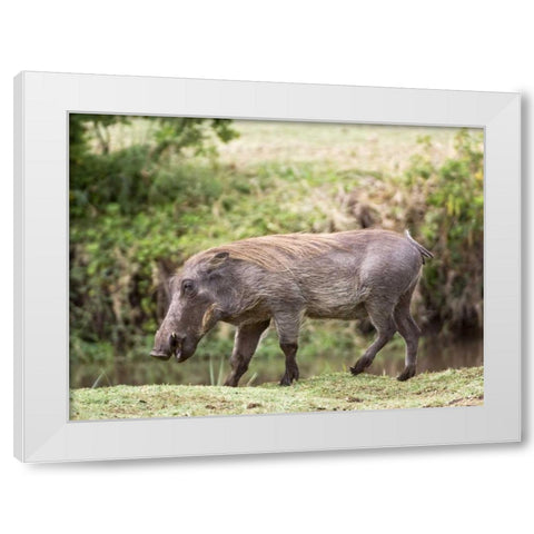 Tanzania, Lake Manyara NP Warthog walking White Modern Wood Framed Art Print by Kirkland, Dennis
