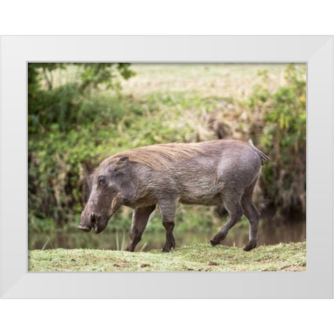 Tanzania, Lake Manyara NP Warthog walking White Modern Wood Framed Art Print by Kirkland, Dennis