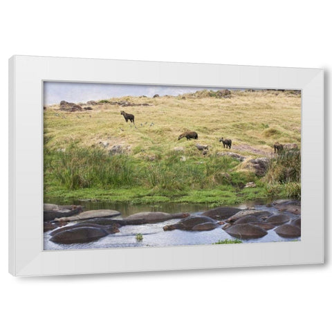 Tanzania, Ngorongoro Hippos in pool with hyenas White Modern Wood Framed Art Print by Kirkland, Dennis