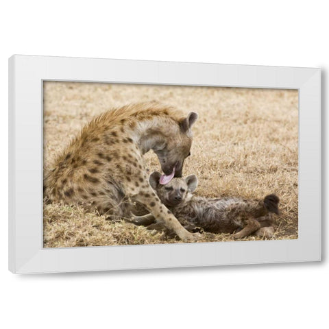 Tanzania, Ngorongoro Spotted hyena licking baby White Modern Wood Framed Art Print by Kirkland, Dennis