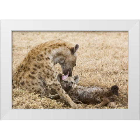 Tanzania, Ngorongoro Spotted hyena licking baby White Modern Wood Framed Art Print by Kirkland, Dennis