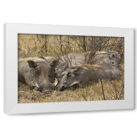 Tanzania, Ngorongoro Warthog family sleeping White Modern Wood Framed Art Print by Kirkland, Dennis