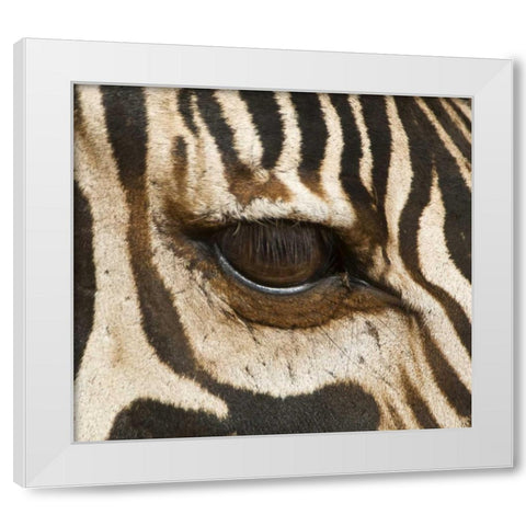 Tanzania, Tarangire NP Eye of a common zebra White Modern Wood Framed Art Print by Kirkland, Dennis