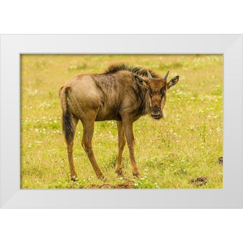 Africa-Tanzania-Ngorongoro Crater Young white-bearded wildebeest close-up  White Modern Wood Framed Art Print by Jaynes Gallery