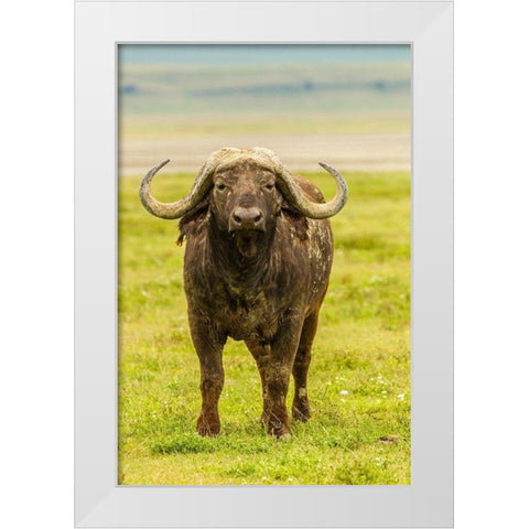 Africa-Tanzania-Ngorongoro Crater Cape buffalo close-up  White Modern Wood Framed Art Print by Jaynes Gallery