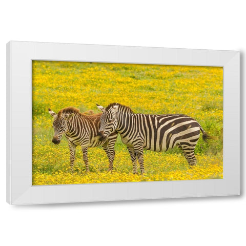 Africa-Tanzania-Ngorongoro Crater Plains zebra adult and young in flower field  White Modern Wood Framed Art Print by Jaynes Gallery
