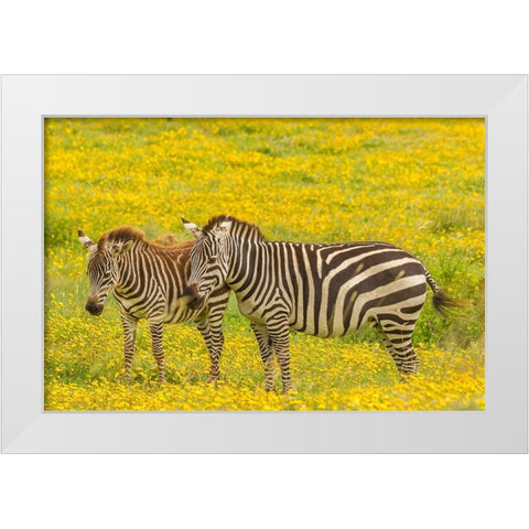 Africa-Tanzania-Ngorongoro Crater Plains zebra adult and young in flower field  White Modern Wood Framed Art Print by Jaynes Gallery