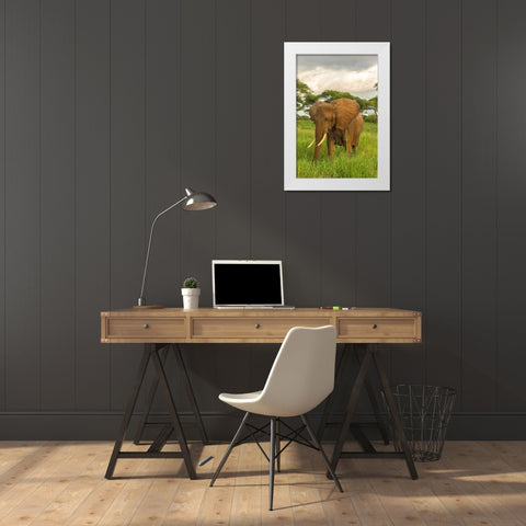 Africa-Tanzania-Tarangire National Park African elephant close-up  White Modern Wood Framed Art Print by Jaynes Gallery