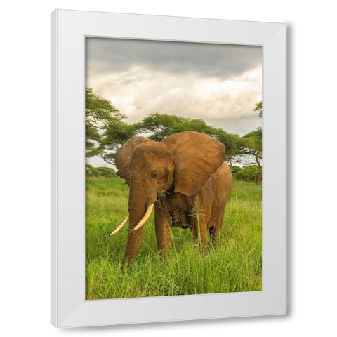 Africa-Tanzania-Tarangire National Park African elephant close-up  White Modern Wood Framed Art Print by Jaynes Gallery