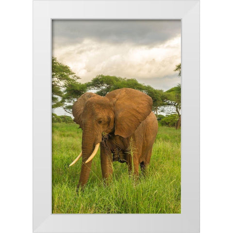 Africa-Tanzania-Tarangire National Park African elephant close-up  White Modern Wood Framed Art Print by Jaynes Gallery