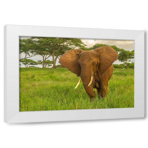 Africa-Tanzania-Tarangire National Park African elephant close-up  White Modern Wood Framed Art Print by Jaynes Gallery