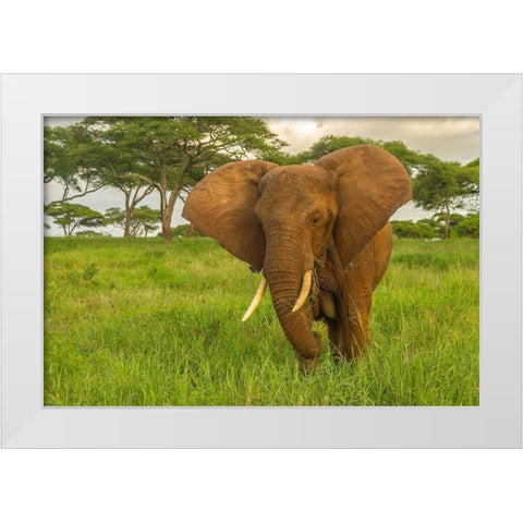 Africa-Tanzania-Tarangire National Park African elephant close-up  White Modern Wood Framed Art Print by Jaynes Gallery