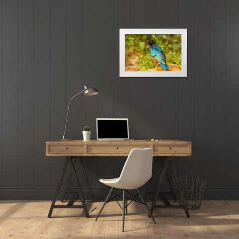 Africa-Tanzania-Serengeti National Park Superb starling close-up  White Modern Wood Framed Art Print by Jaynes Gallery