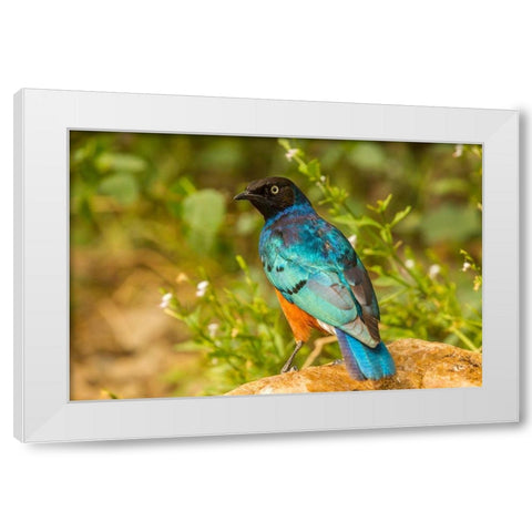 Africa-Tanzania-Serengeti National Park Superb starling close-up  White Modern Wood Framed Art Print by Jaynes Gallery