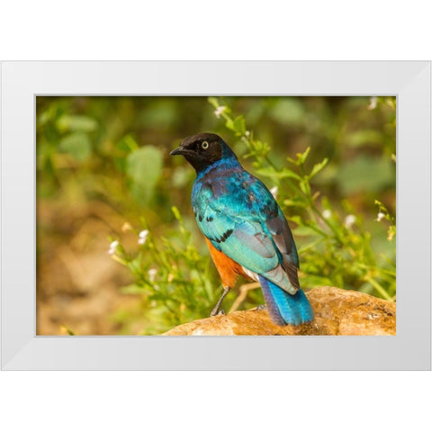Africa-Tanzania-Serengeti National Park Superb starling close-up  White Modern Wood Framed Art Print by Jaynes Gallery