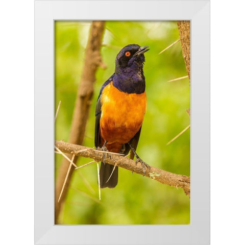 Africa-Tanzania-Serengeti National Park Hildebrandts starling on thorny tree  White Modern Wood Framed Art Print by Jaynes Gallery