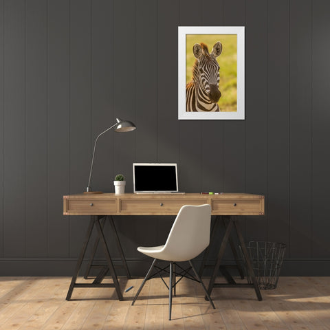 Africa-Tanzania-Serengeti National Park Close-up of young plains zebra  White Modern Wood Framed Art Print by Jaynes Gallery