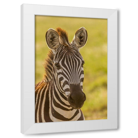 Africa-Tanzania-Serengeti National Park Close-up of young plains zebra  White Modern Wood Framed Art Print by Jaynes Gallery