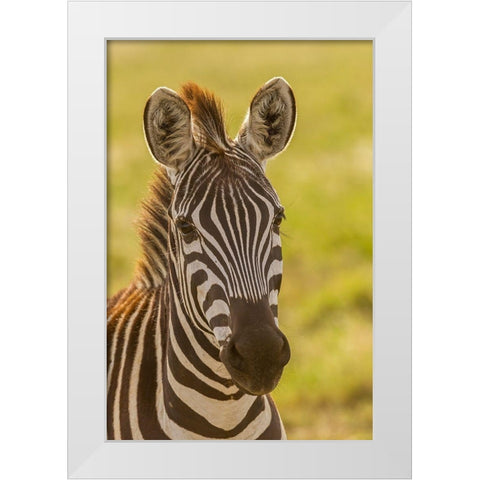 Africa-Tanzania-Serengeti National Park Close-up of young plains zebra  White Modern Wood Framed Art Print by Jaynes Gallery