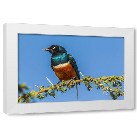 Africa-Tanzania-Serengeti National Park Superb starling close-up  White Modern Wood Framed Art Print by Jaynes Gallery