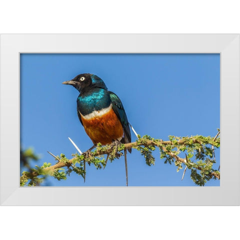 Africa-Tanzania-Serengeti National Park Superb starling close-up  White Modern Wood Framed Art Print by Jaynes Gallery