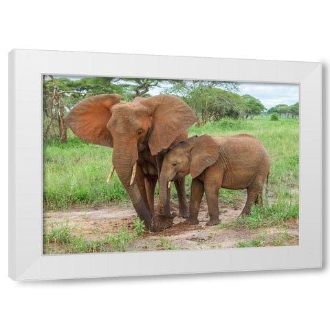 Africa-Tanzania-Tarangire National Park African elephant adult and baby  White Modern Wood Framed Art Print by Jaynes Gallery