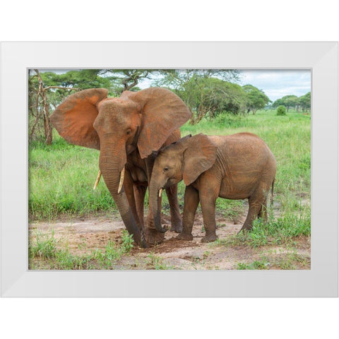 Africa-Tanzania-Tarangire National Park African elephant adult and baby  White Modern Wood Framed Art Print by Jaynes Gallery