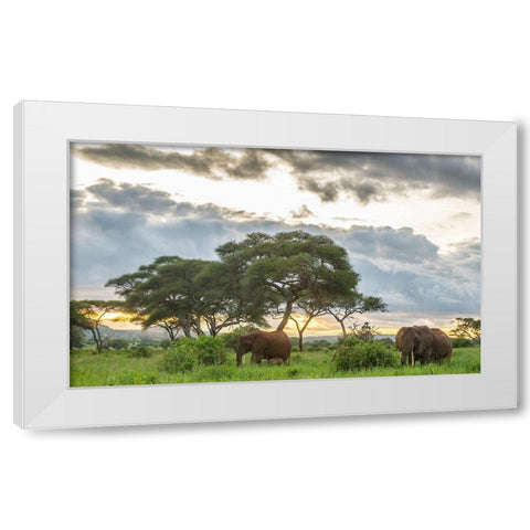 Africa-Tanzania-Tarangire National Park African elephants at sunset  White Modern Wood Framed Art Print by Jaynes Gallery