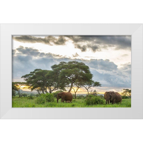 Africa-Tanzania-Tarangire National Park African elephants at sunset  White Modern Wood Framed Art Print by Jaynes Gallery