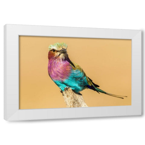 Africa-Tanzania-Serengeti National Park Lilac-breasted roller bird close-up  White Modern Wood Framed Art Print by Jaynes Gallery