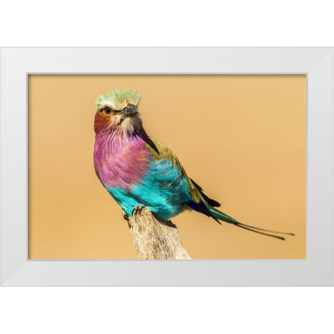 Africa-Tanzania-Serengeti National Park Lilac-breasted roller bird close-up  White Modern Wood Framed Art Print by Jaynes Gallery