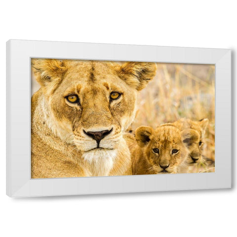 Africa-Tanzania-Serengeti National Park African lioness and cubs  White Modern Wood Framed Art Print by Jaynes Gallery