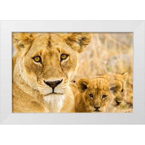Africa-Tanzania-Serengeti National Park African lioness and cubs  White Modern Wood Framed Art Print by Jaynes Gallery