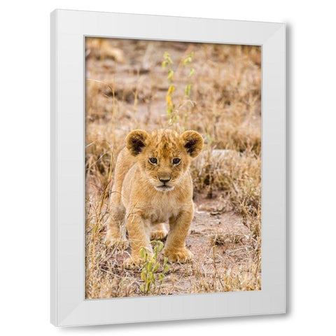 Africa-Tanzania-Serengeti National Park African lion cub close-up  White Modern Wood Framed Art Print by Jaynes Gallery