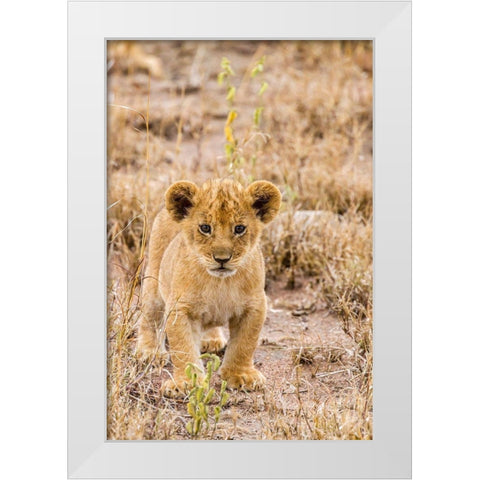 Africa-Tanzania-Serengeti National Park African lion cub close-up  White Modern Wood Framed Art Print by Jaynes Gallery