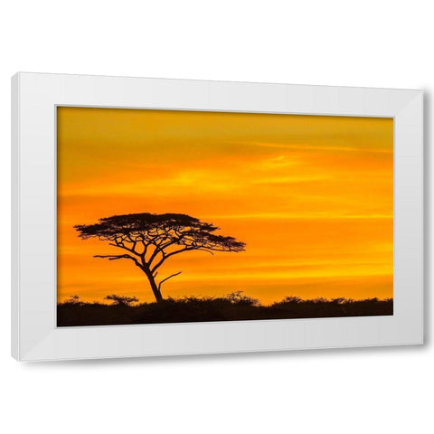Africa-Tanzania-Serengeti National Park Acacia tree silhouette at sunset  White Modern Wood Framed Art Print by Jaynes Gallery