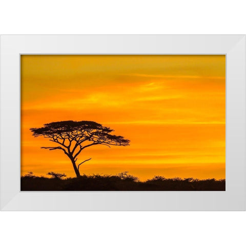 Africa-Tanzania-Serengeti National Park Acacia tree silhouette at sunset  White Modern Wood Framed Art Print by Jaynes Gallery