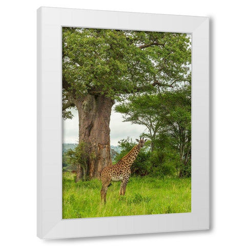 Africa-Tanzania-Tarangire National Park Maasai giraffe and large tree  White Modern Wood Framed Art Print by Jaynes Gallery