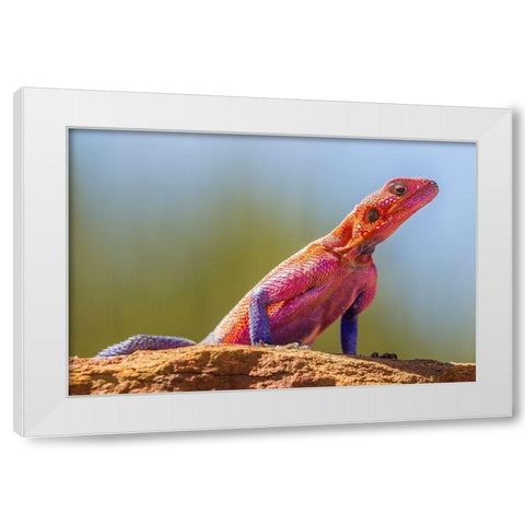 Africa-Tanzania-Serengeti National Park Agama lizard close-up  White Modern Wood Framed Art Print by Jaynes Gallery
