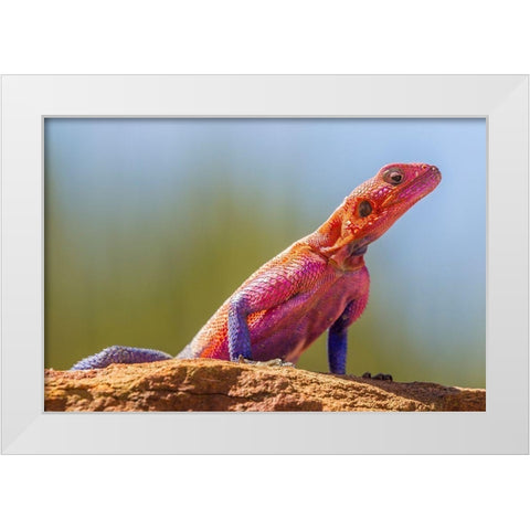 Africa-Tanzania-Serengeti National Park Agama lizard close-up  White Modern Wood Framed Art Print by Jaynes Gallery