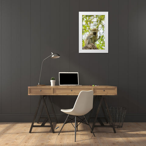 Africa-Tanzania-Tarangire National Park Young vervet monkey close-up  White Modern Wood Framed Art Print by Jaynes Gallery