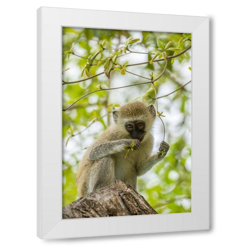 Africa-Tanzania-Tarangire National Park Young vervet monkey close-up  White Modern Wood Framed Art Print by Jaynes Gallery