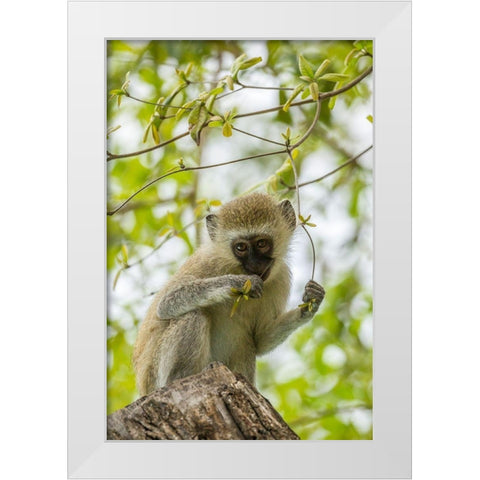 Africa-Tanzania-Tarangire National Park Young vervet monkey close-up  White Modern Wood Framed Art Print by Jaynes Gallery