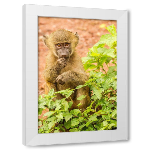 Africa-Tanzania-Lake Manyara National Park Olive baboon baby close-up  White Modern Wood Framed Art Print by Jaynes Gallery