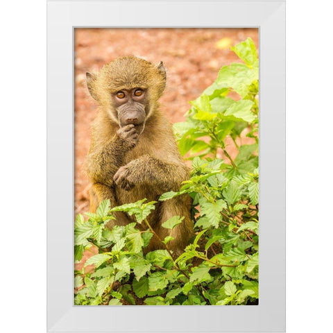 Africa-Tanzania-Lake Manyara National Park Olive baboon baby close-up  White Modern Wood Framed Art Print by Jaynes Gallery