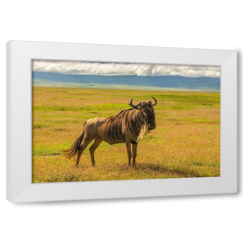 Africa-Tanzania-Ngorongoro Crater White bearded wildebeest on plain  White Modern Wood Framed Art Print by Jaynes Gallery