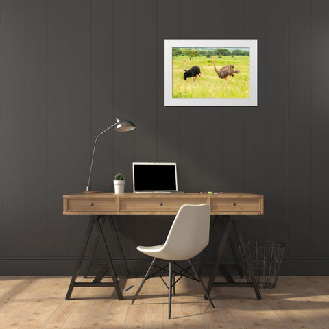 Africa-Tanzania-Tarangire National Park Ostrich male and female close-up  White Modern Wood Framed Art Print by Jaynes Gallery