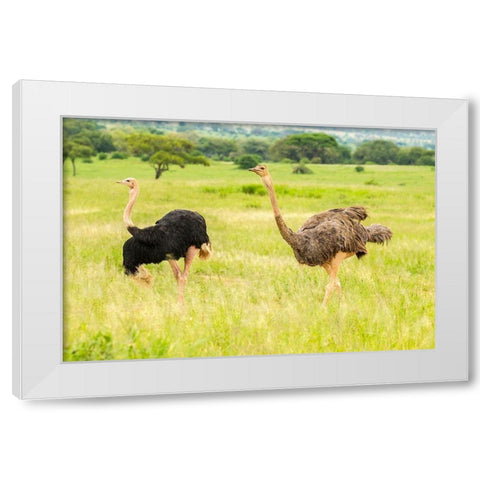 Africa-Tanzania-Tarangire National Park Ostrich male and female close-up  White Modern Wood Framed Art Print by Jaynes Gallery