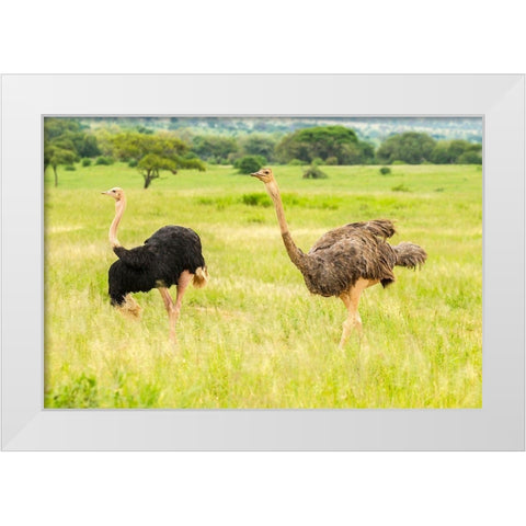 Africa-Tanzania-Tarangire National Park Ostrich male and female close-up  White Modern Wood Framed Art Print by Jaynes Gallery